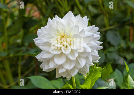 La brillante fiore bianco testa di un "bianco" di balletto Dahlia Foto Stock