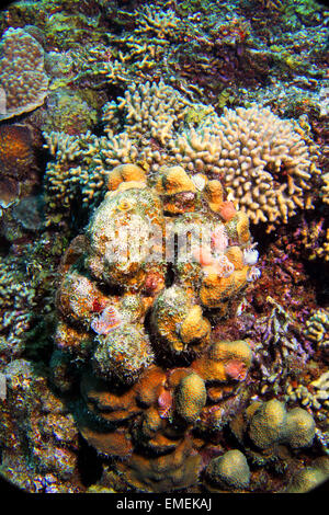 Un patch di splendida barriera corallina compresi i coralli, spugna di anemone e dell albero di Natale worm. Foto Stock