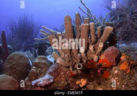 Un patch di splendida barriera corallina compresi i coralli e la spugna lungo le scogliere di Curacao, dei Caraibi Foto Stock