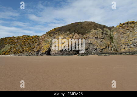 Grotte di lunan bay angus scozia aprile 2015 Foto Stock