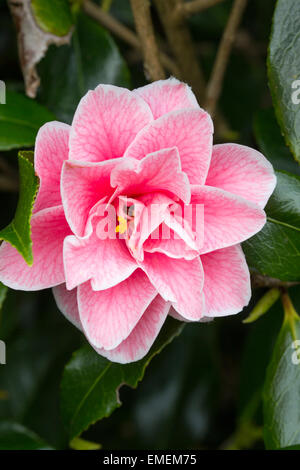 Molla singola fiore di Camellia japonica 'Lady Vansittart rosa' Foto Stock