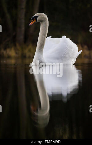 Cigno Cygnus olor, un ritratto su di un lago calmo Shuttington, Staffordshire Foto Stock