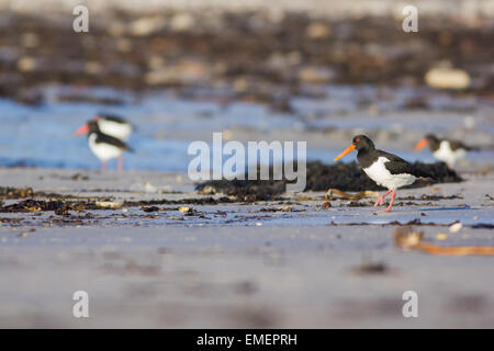 Oystercatcher Haematopus ostralegus, alimentazione su di una spiaggia di sabbia, St Mary, isole Scilly, Febbraio Foto Stock