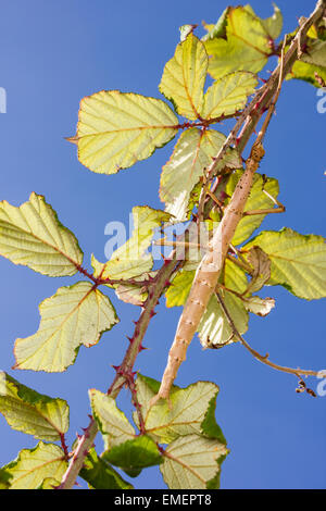 Fico d'india Stick insetto geisovii Acanthoxyla, un colore bruno morph sul lato inferiore del suo foodplant rovo, St Mary, isole di S Foto Stock