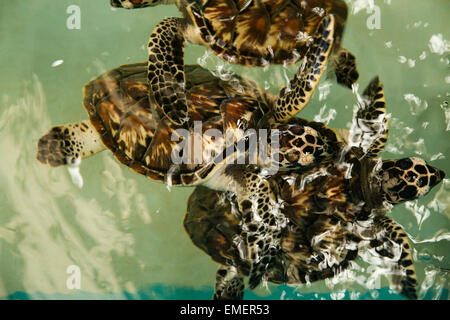 Salvato Hawksbill tartarughe marine al sito di salvataggio sull isola di St Vincent in Indie ad ovest Foto Stock