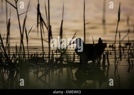 Porciglione Rallus aquaticus, passeggiate tra i comuni di rivestimento reed un lago all'alba, St Mary, isole Scilly, Ottobre. Foto Stock