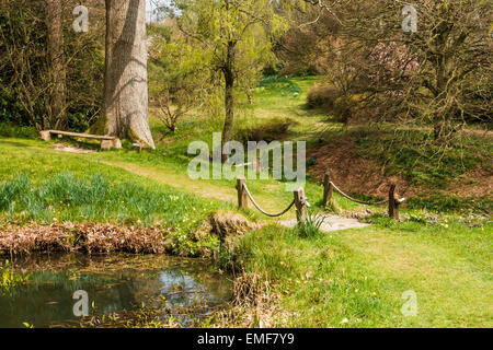 Alta faggi Giardino Handcross West Sussex Regno Unito nel mese di aprile Foto Stock