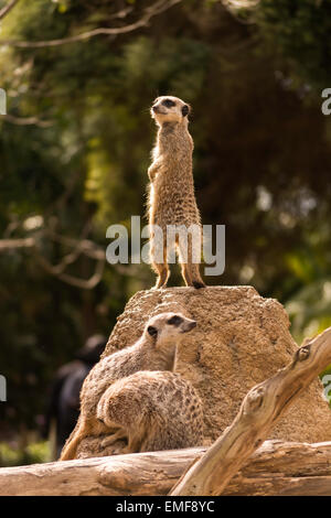 Meerkats al Melbourne Zoo Foto Stock