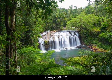 Wallicher Falls - Wooroonooran National Park - Queensland - Australia Foto Stock