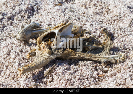 In prossimità di un punto morto essiccato fino pelican in Salton Sea nella California del Sud Foto Stock