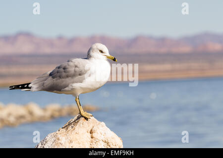 Un gruppo di gabbiani seduta sul erodendo e lago di asciugatura letto del Salton Sea in California Foto Stock