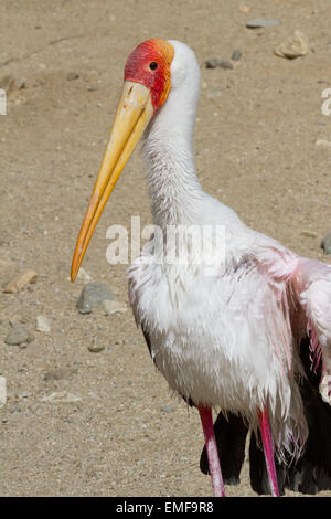 Close up di un giallo fatturati stork, un grande uccello nativo per l'Africa visto qui in un zoo in California Foto Stock