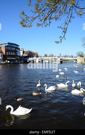 Una vista della piscina a forma di cigno sul Fiume Tamigi che scorre attraverso in Windsor Berkshire, Inghilterra Foto Stock