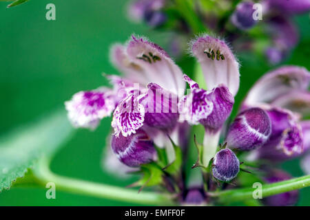 Morto gigante ortica, Lamium orvala close up Foto Stock