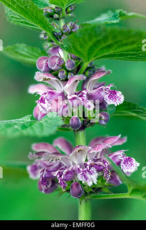 Morto gigante ortica, Lamium orvala close up Foto Stock