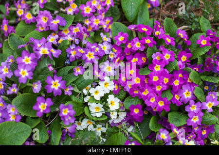 Primula vulgaris giardino fiori primaverili, piante di diversi colori Foto Stock