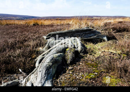 Antico albero di monconi resti delle antiche foreste che ricoprivano il Nord Pennine Hills nella Contea di Durham Regno Unito Inghilterra Foto Stock