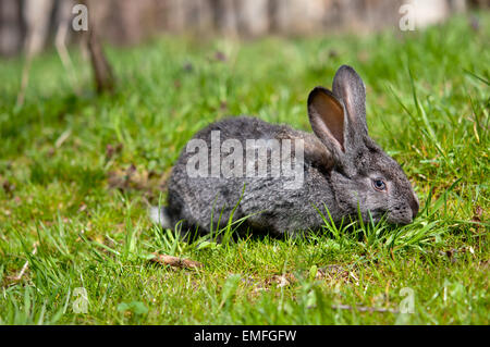 Piccolo coniglio su erba verde sullo sfondo Foto Stock