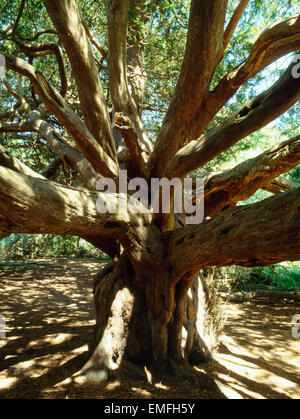 Uno dei 20 antichi alberi di tasso chiamato 'ruids' alberi' nel cuore di Kingley Vale Riserva Naturale Nazionale. Foto Stock