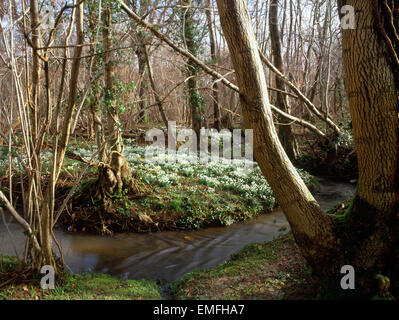 Snowdrops crescendo in cedui di ceneri e bosco di ontano accanto a un chalk stream. Vangelo verde, West Sussex. Foto Stock