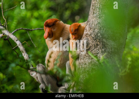 Famiglia di proboscide di scimmia (Nasalis larvatus) nella foresta di pianura di Kalimantan, Indonesia. Foto Stock