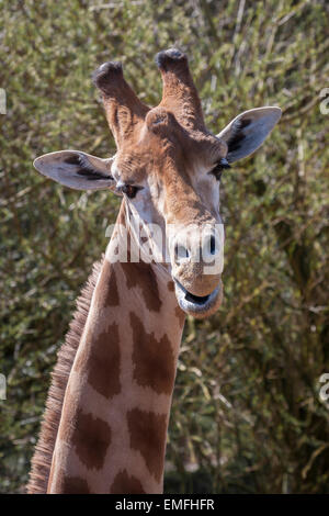 Ritratto di una giraffa che mostra la testa e parte del collo. guardando la fotocamera. silly pongono Foto Stock