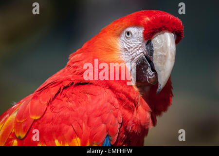 Testa e vicino la fotografia di un scarlet macaw, ara macao, con dettaglio di piume e becco di grandi dimensioni. Foto Stock