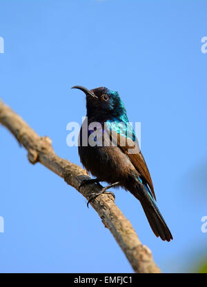 Northern arancio-tufted sunbird, Palestina sunbird Foto Stock