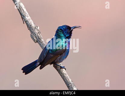 Northern arancio-tufted sunbird, Palestina sunbird Foto Stock