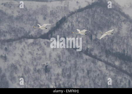 Whooper tre cigni in volo con sullo sfondo la foresta sul lago di isola centrale chiamato Nakajima Foto Stock