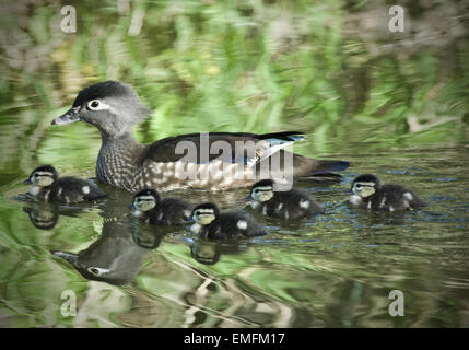 Legno gallina di anatra con anatroccoli Foto Stock