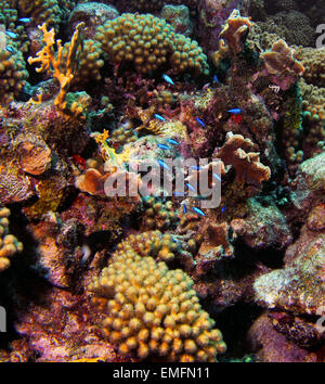 Un patch di splendida barriera corallina compresi i coralli, spugna di anemone e Blue chromis pescare lungo le scogliere Curacao circostante. Foto Stock