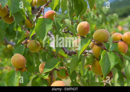 Frutteto con molti mature le pesche Foto Stock