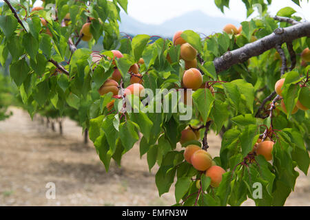 Frutteto con molti mature le pesche Foto Stock