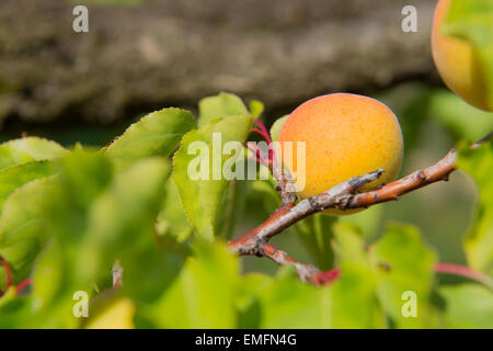 Frutteto con molti albicocche mature Foto Stock