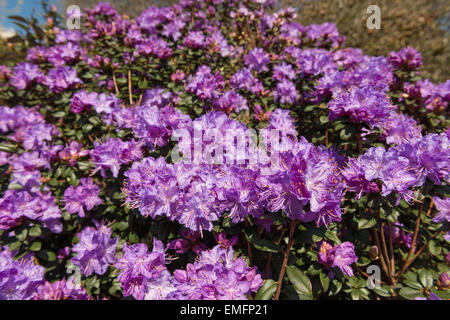 Abbondante di masse di Delicate blossom di diamante blu fiori di rododendro un segno di primavera Foto Stock