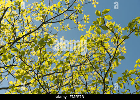 Nuovo sviluppo di foglie di Cornus controversa sanguinello un vivido verde retroilluminato in foglia contro il cielo blu un bel segno di primavera Foto Stock