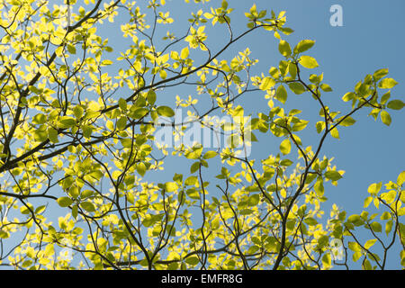 Nuovo sviluppo di foglie di Cornus controversa sanguinello un vivido verde retroilluminato in foglia contro il cielo blu un bel segno di primavera Foto Stock