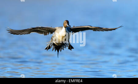 Northern Pintail Drake (Anas acuta) Foto Stock