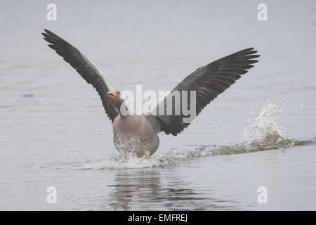 Graylag goose (Anser anser) cammina sulle acque tenendo spenta. Foto Stock