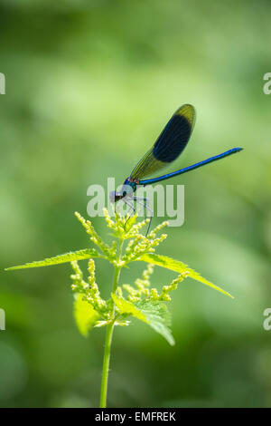 La demoiselle nastrati (Calopteryx splendens) appoggiato sulla sensazione puntoria ortiche. Foto Stock