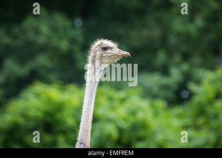 Ritratto del viso e collo di uno struzzo (Struthio camelus) Vista laterale Foto Stock