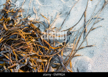 Laminaria (Kelp) Alghe sulla sabbia di mare Foto Stock