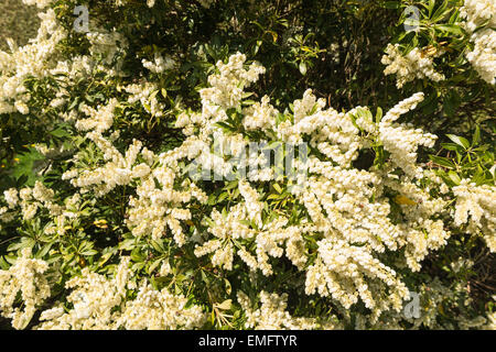 Masse di piccole a forma di campana dei fiori di Snow Queen Sarcococca japonica arbusto di un membro della famiglia di Heather Foto Stock