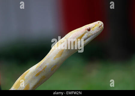 A est di Jakarta, Indonesia. Xix Apr, 2015. Il membro della Comunità del rettile a portare i loro animali domestici durante un raduno in Oriente di Jakarta, Indonesia il 19 aprile 2015. Albino pitoni birmani (Python molurus bivittatus) sono uno dei cinque più grandi serpenti nel mondo, nativo in una grande variazione del tropico e subtropic aree del Sud e del sud-est asiatico. © Risa Krisadhi/Pacific Press/Alamy Live News Foto Stock