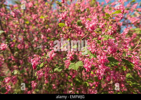 Morbida delicati fiori di colore rosso Ribes rosa ad arbusto redflower bush nel sole con masse di attraente luminosa fiori di colore rosa Foto Stock