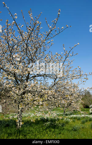 I giardini di Cotehele House in Cornovaglia costruito in Tudor times, ora gestito dalla National Trust Foto Stock