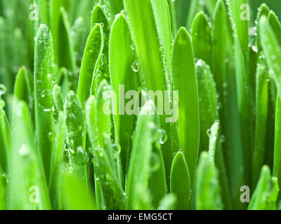 Fresco di erba verde coperta con dewdrops. Foto Stock