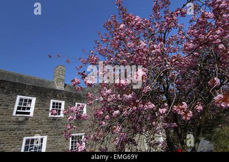 Aberystwyth, Wales, Regno Unito. Xxi Aprile, 2015. Xxi Aprile 2015. Modelli meteo a prolungare la vita dei fiori in Aberystwyth. Il capo di RHS advisor dice che fiorisce (particolarmente la fioritura dei ciliegi) attraverso il Regno Unito sono di maggiore durata a causa di giorni di sole e notti fredde. Credito: Jon Freeman/Alamy Live News Foto Stock