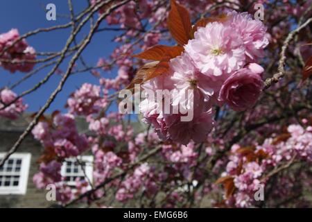 Aberystwyth, Wales, Regno Unito. Xxi Aprile, 2015. Xxi Aprile 2015. Modelli meteo a prolungare la vita dei fiori in Aberystwyth. Il capo di RHS advisor dice che fiorisce (particolarmente la fioritura dei ciliegi) attraverso il Regno Unito sono di maggiore durata a causa di giorni di sole e notti fredde. Credito: Jon Freeman/Alamy Live News Foto Stock